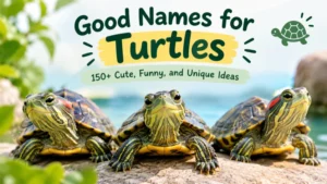 good names for turtles