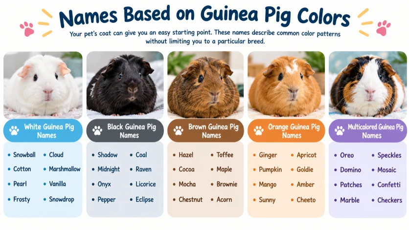 Names Based on Guinea Pig Colors